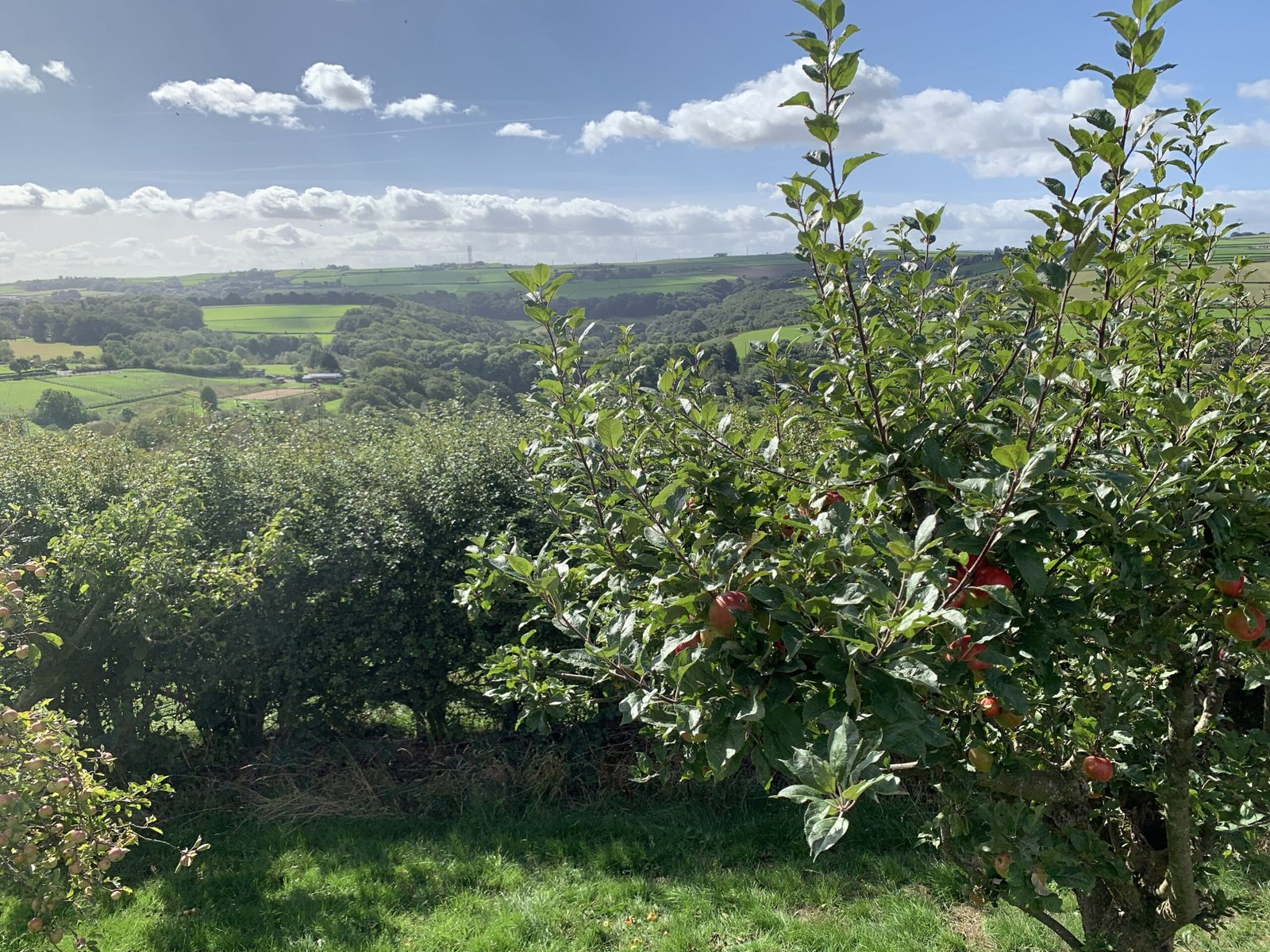 Apples growing in the Copster Barn orchard with open Yorkshire countryside beyond